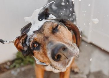 Some of the crucial information of the best dog shampoo